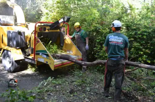 tree services Peabody